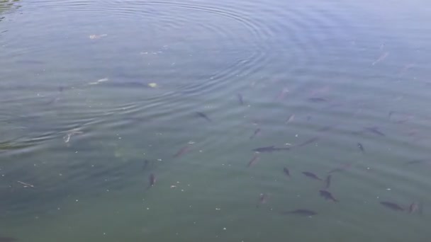 魚は池で泳ぐ 湖をクリア 魚がたくさん透明な水 公園の湖 — ストック動画