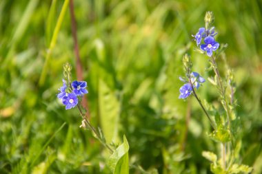 Çimenlerde unut-beni değil mavi çiçekler