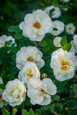 büyüyen beyaz çay yaz bahçesinde büyüyen gül çiçekleri