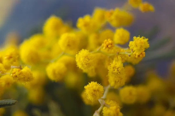 Gałęzie Żółte Kwiaty Mimozy Bukiet Wiosenny — Zdjęcie stockowe