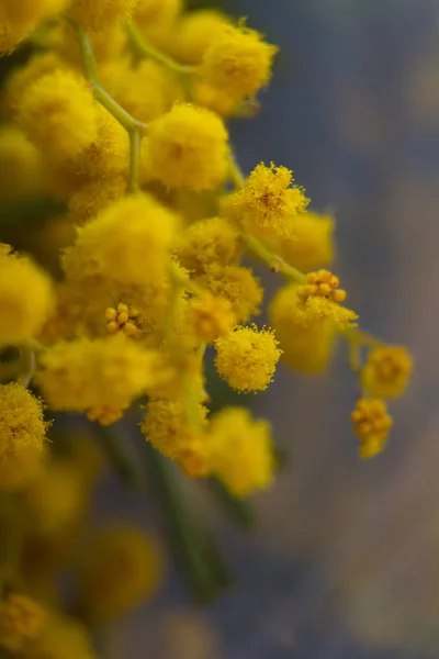 Ramas Flores Mimosa Amarilla Ramo Primavera —  Fotos de Stock