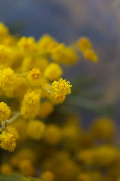 Gałęzie Żółte Kwiaty Mimozy Bukiet Wiosenny — Zdjęcie stockowe