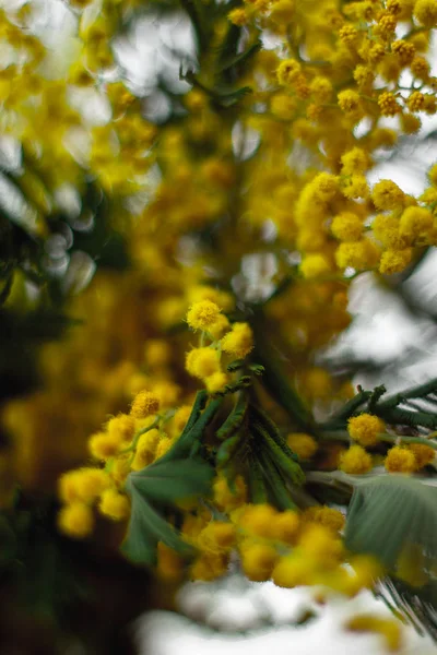 Sarı Mimoza Çiçek Dalları Bahar Buketi — Stok fotoğraf