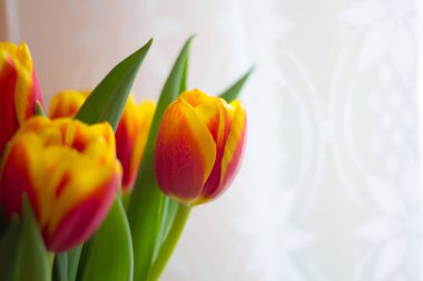 kırmızı lale buketi, güzel bahar çiçekleri