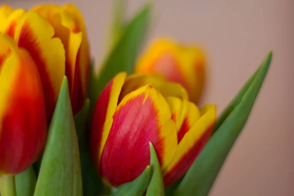 Букет Красных Тюльпанов Красивые Весенние Цветы — стоковое фото