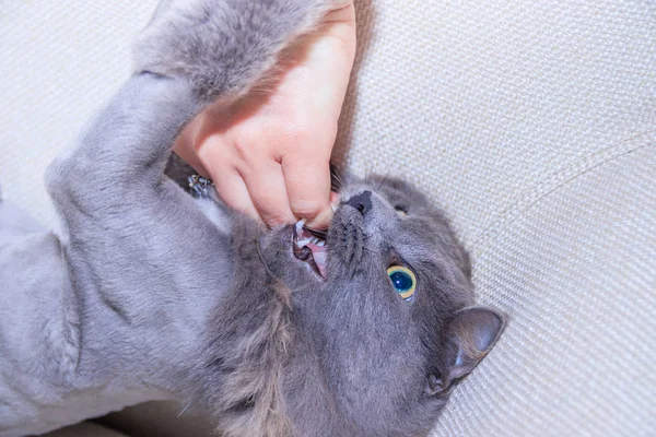 Femeie Care Joaca Pisica Gri Closeup — Fotografie, imagine de stoc