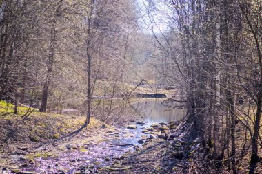 güneşli bir günde yeşil ağaçlar ve göl ile bahar parkı güzel manzara