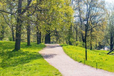 güneşli bir günde yeşil ağaçlar ile bahar parkı güzel manzara