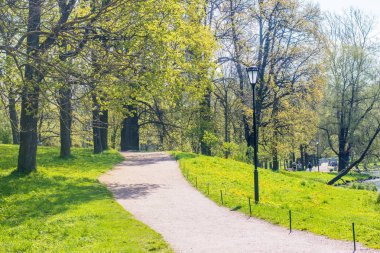 güneşli bir günde yeşil ağaçlar ile bahar parkı güzel manzara