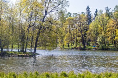 güneşli bir günde yeşil ağaçlar ve göl ile bahar parkı güzel manzara