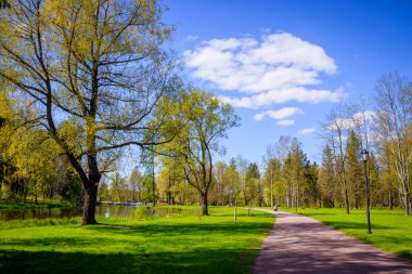güneşli bir günde yeşil ağaçlar ile bahar parkı güzel manzara