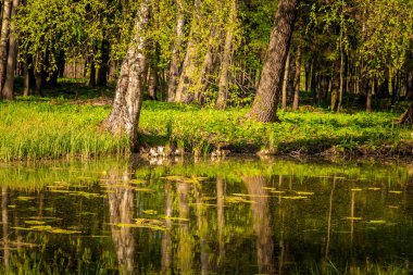 güneşli bir günde yeşil ağaçlar ve göl ile bahar parkı güzel manzara