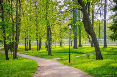 güneşli bir günde yeşil ağaçlar ile bahar parkı güzel manzara
