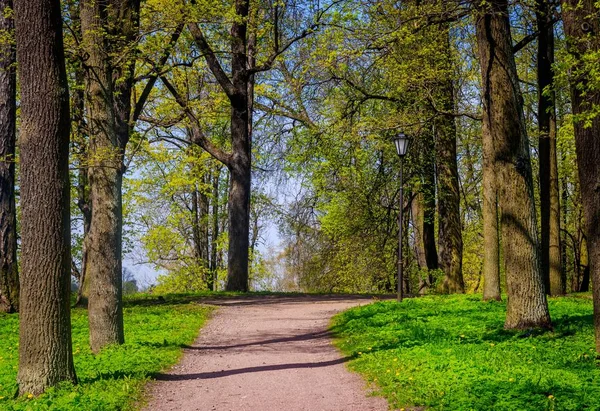 Schöne Landschaft Des Frühlingsparks Mit Grünen Bäumen Sonnigen Tagen — Stockfoto