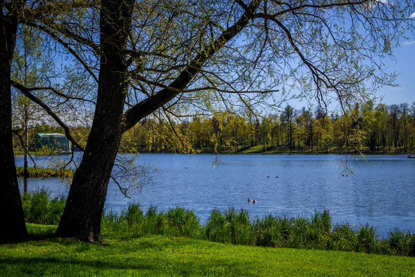 Hermoso Paisaje Parque Primavera Con Árboles Verdes Lago Día Soleado —  Fotos de Stock