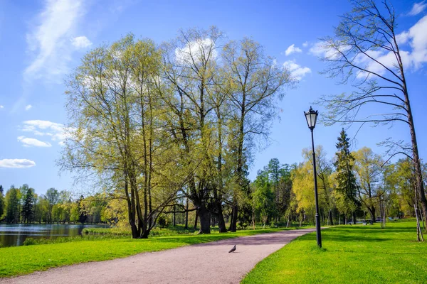 Prachtig Landschap Van Spring Park Met Groene Bomen Zonnige Dag — Stockfoto