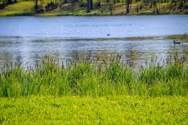 Härligt Landskap Spring Parkerar Med Gröna Trees Och Laken Solig — Stockfoto