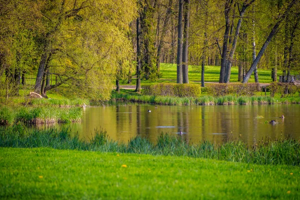 Piękny Krajobraz Wiosennego Parku Zielonymi Drzewami Jeziorem Słoneczny Dzień — Zdjęcie stockowe