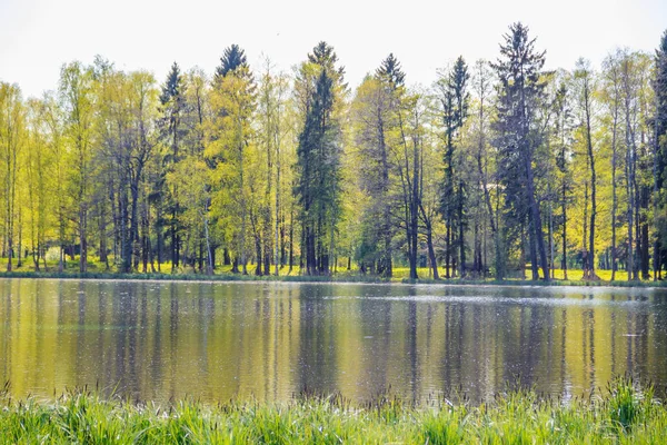 Prachtig Landschap Van Spring Park Met Groene Bomen Meer Zonnige — Stockfoto
