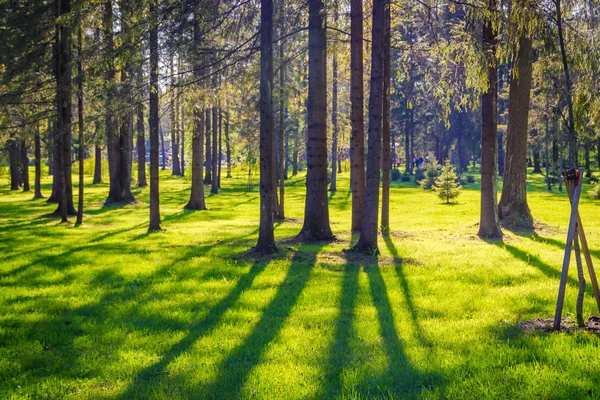 Beau Paysage Parc Printemps Avec Des Arbres Verts Sur Une — Photo