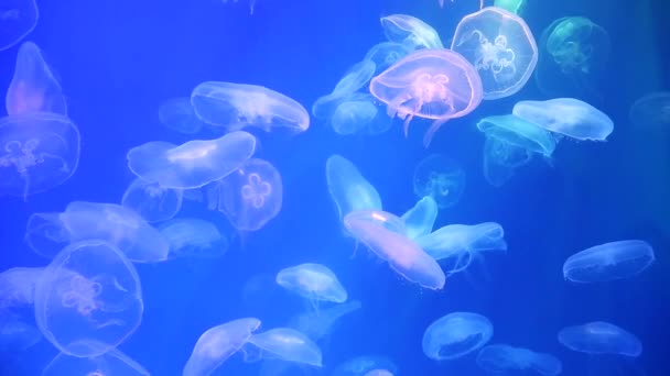 Jellyfish Backlit Aquarium Inhabitants Sea — Stock Video