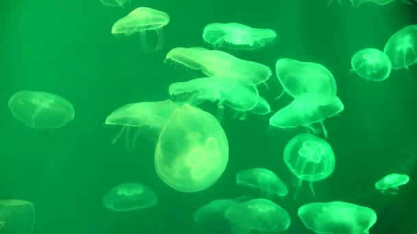 Medusas Acuario Retroiluminado Los Habitantes Del Mar — Vídeos de Stock