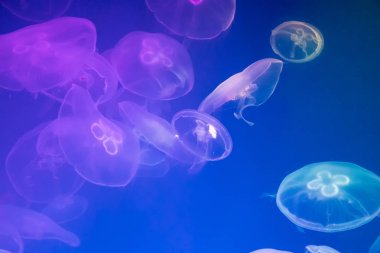 Arkadan aydınlatmalı akvaryumda denizanası. Deniz sakinleri