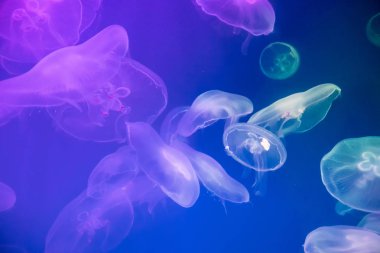 Arkadan aydınlatmalı akvaryumda denizanası. Deniz sakinleri