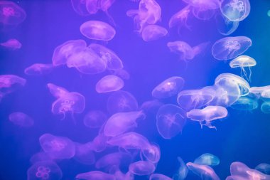 Arkadan aydınlatmalı akvaryumda denizanası. Deniz sakinleri