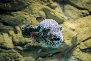 Akvaryumda balık topu. Denizin sakinleri.