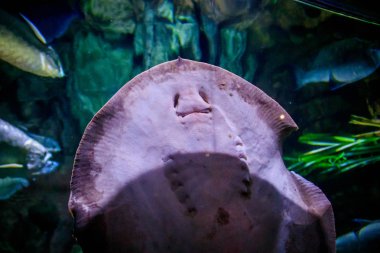 Akvaryumda balık vatoz. Deniz sakinleri.