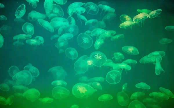 Jellyfish Backlit Aquarium Inhabitants Sea — Stock Photo, Image