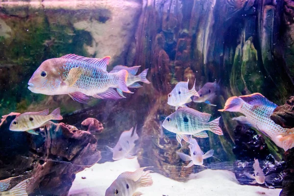 Poisson Dans Aquarium Dans Aquarium Habitant Mer — Photo