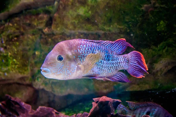 Poisson Dans Aquarium Dans Aquarium Habitant Mer — Photo