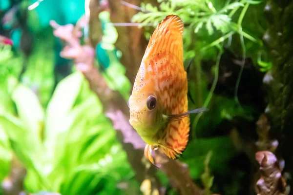 Vissen Het Aquarium Het Aquarium Bewoner Van Zee — Stockfoto