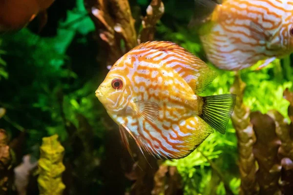 Poisson Dans Aquarium Dans Aquarium Habitant Mer — Photo