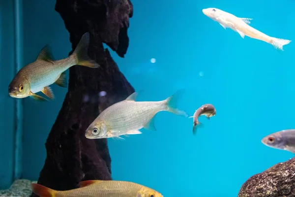 Риба Акваріумі Мешканець Моря — стокове фото