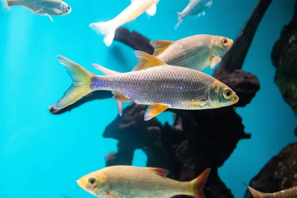 Poisson Dans Aquarium Dans Aquarium Habitant Mer — Photo