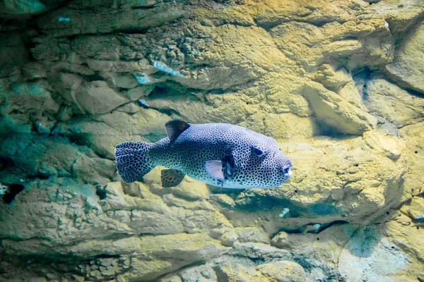Fish ball in the aquarium. The inhabitant of the sea.
