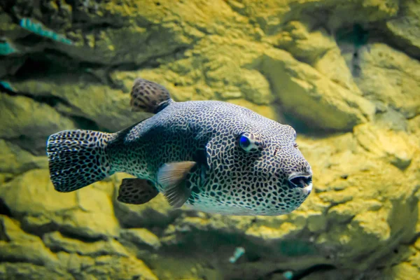 Akvaryumda Balık Topu Denizin Sakinleri — Stok fotoğraf