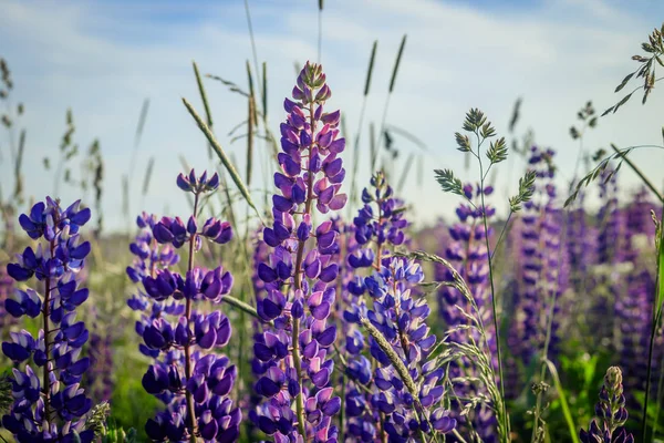 Campo Lupinus Com Flores Roxas Azuis Rosa Verão Wildflowers Fundo — Fotografia de Stock