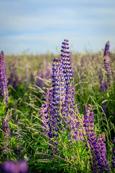 Lupinus Fält Med Rosa Lila Och Blå Blommor Sommar Vildblommor — Stockfoto