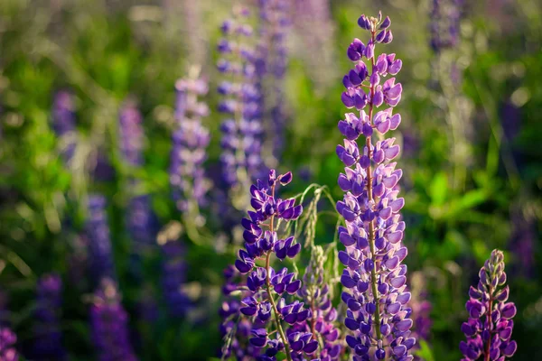 Champ Lupin Avec Des Fleurs Roses Violettes Bleues Fond Champ — Photo