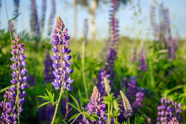 Champ Lupin Avec Des Fleurs Roses Violettes Bleues Fond Champ — Photo