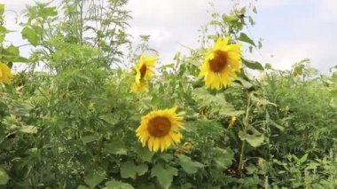 Rüzgarın içinde sallanan ayçiçeği. Sarı ayçiçeği. Tohumları olan çiçekler. . Sarı ayçiçeği alanı