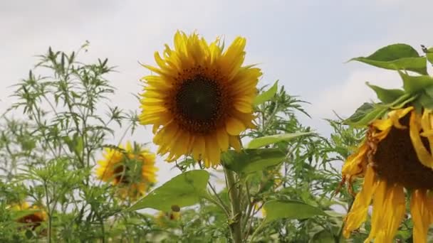 Słonecznik wahadłowe na wietrze. Żółte słoneczniki. Kwiaty z nasion. . Pole żółte słoneczniki — Wideo stockowe