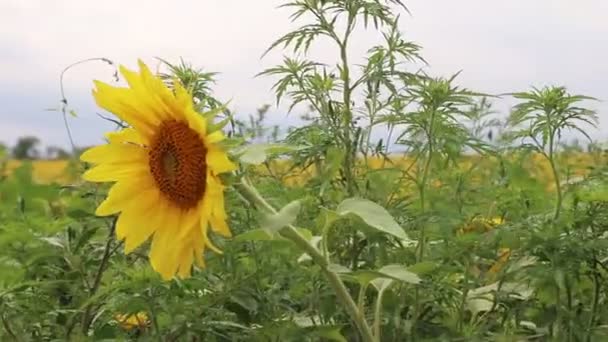 Zonnebloem slingeren in de wind. Gele zonnebloemen. Bloemen met zaden. . Veld van gele zonnebloemen — Stockvideo