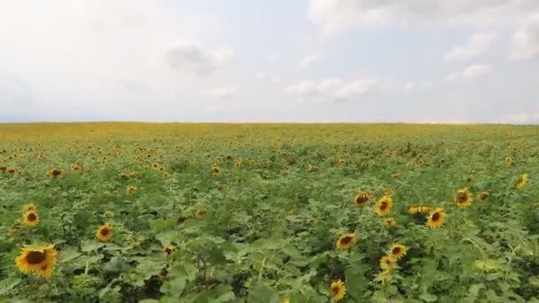 Tournesol oscillant dans le vent. Tournesols jaunes. Fleurs avec des graines. . Champ de tournesols jaunes 