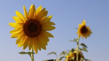 mavi gökyüzü arka planda rüzgar tarafından üfleme ayçiçeği görünümü