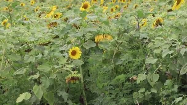 Rüzgarın içinde sallanan ayçiçeği. Sarı ayçiçeği. Tohumları olan çiçekler. . Sarı ayçiçeği alanı — Stok video